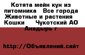 Котята мейн-кун из питомника - Все города Животные и растения » Кошки   . Чукотский АО,Анадырь г.